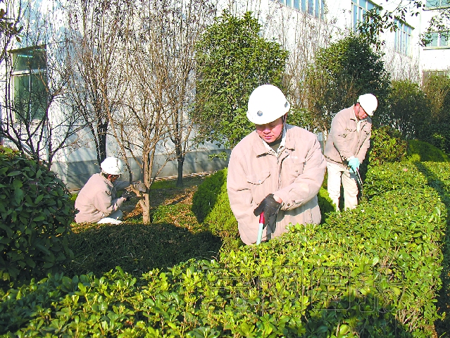 宝钢发展不锈钢后勤部绿化员工认真做好冬季植物养护工作